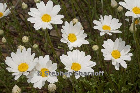 anthemis maritima 2 graphic